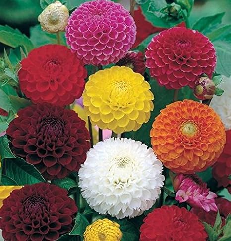 Creative Farmer Flower Seeds : Long Lasting Flower Dahlia-Bambino Mixed For Kitchen/Terrace/Home Garden Garden [Home Garden Seeds Eco Pack] Plant Seeds