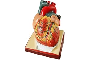 Generies Life Size Human Heart Model,2-Parts 1:1 Anatomical Heart Model On Diaphragm and Pericardium Base,34 Anatomical Structures Teaching Science Models for Classroom and Cardiology Study