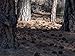 Natural Ponderosa Pine Cones Accent Decorations 3 to 4