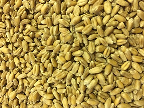 Non-GMO, Thunder Acres Premium Wheat Seed, Cat Grass Seed, Wheatgrass, Hard Red Winter Wheat (25 lbs.)