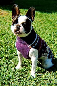 alpaca wool dog sweaters