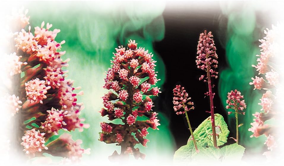 Linpharma Petadolex 50 mg Patented PA-Free Butterbur Root Extract - 1 Bottle: Health & Personal Care