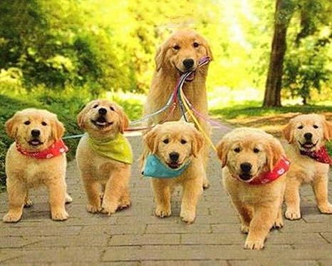 Amazon Co Jp N C 家の壁の装飾ゴールデンレトリバーペット犬のための大人と子供のアートクラフトのための数字キット絵画によるdiy油絵の塗料 ホーム キッチン