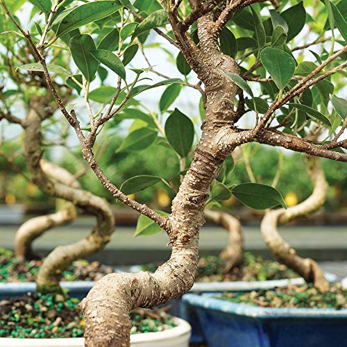 Brussel's Bonsai Live Golden Gate Ficus Indoor Bonsai Tree4 Years Old