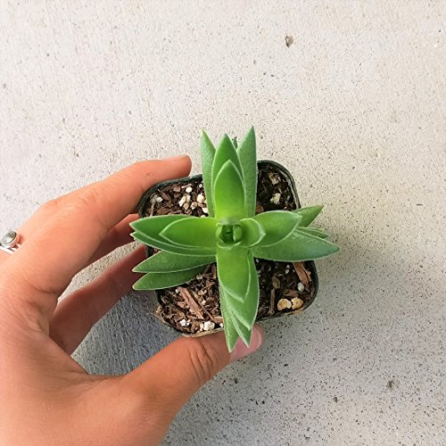Crassula Capitella Red Pagoda Shark Tooth Plant Colorful Succulent (2 inch Bare Root) - Thumbnail 6