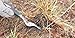 OakRidge Garden Hand Weeder for Lawn and Garden Care, The Perfect Weed Remover, Hoe Tool for Weeding Tools