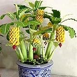 super1798 100Pcs Rare Dwarf Banana Tree Seeds Mini Bonsai Fruit Garden Plants