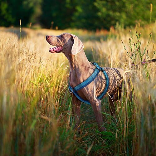 petbaba dog harness