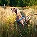 PETBABA No Pull Dog Harness, Front Clip Give Pet Choke Free Walking, Reflective Safety at Night, Step-in Vest with Martingale Handle Suitable Controlling in Heavy Traffic in Blue