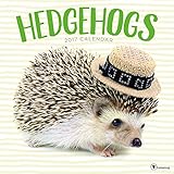 2017 Hedgehogs Wall Calendar by