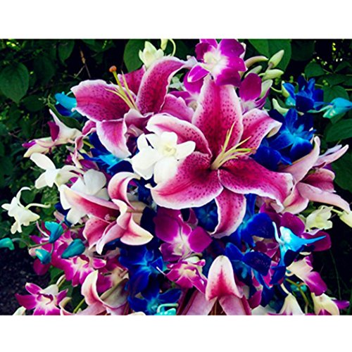 Bluelans 50Pcs Beautiful Mixed Color Lily Flower Seeds Home Garden Yard Plant Seeds Bluelans 50Pcs Beautiful Mixed Color Lily Flower Seeds Home Garden Yard Plant Seeds
