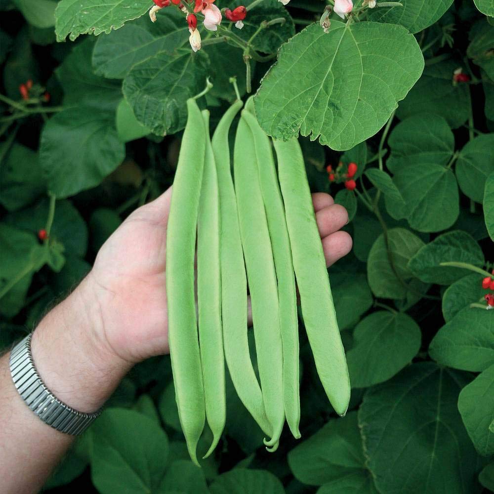 Runner Bean Seeds 'St George' Vegetable Half-Hardy Annual Garden Plants Easy to Grow Sow Your Own at Home 1 Packet of 40 Seeds by Thompson and Morgan