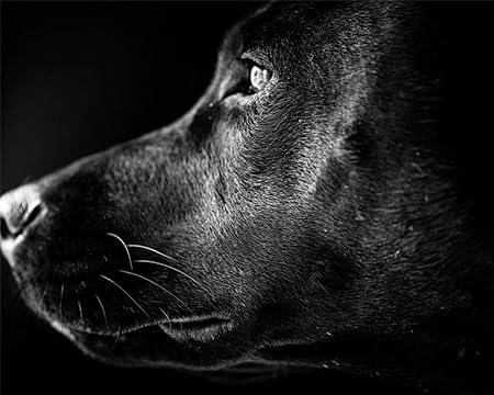 black lab diamond painting