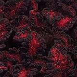 Black Dragon Coleus 40 Seeds