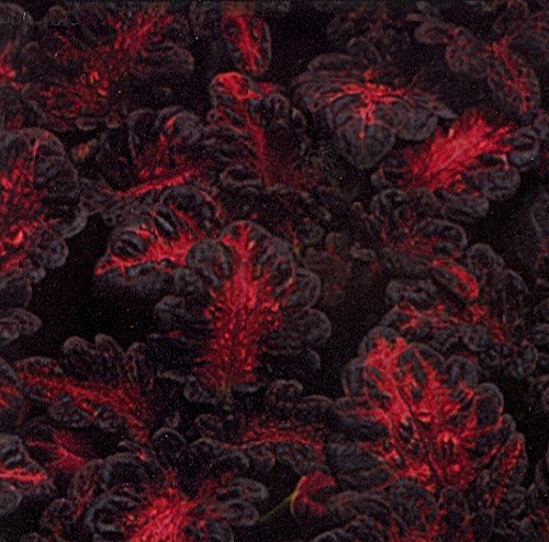 Black Dragon Coleus 40 Seeds Black Dragon Coleus 40 Seeds