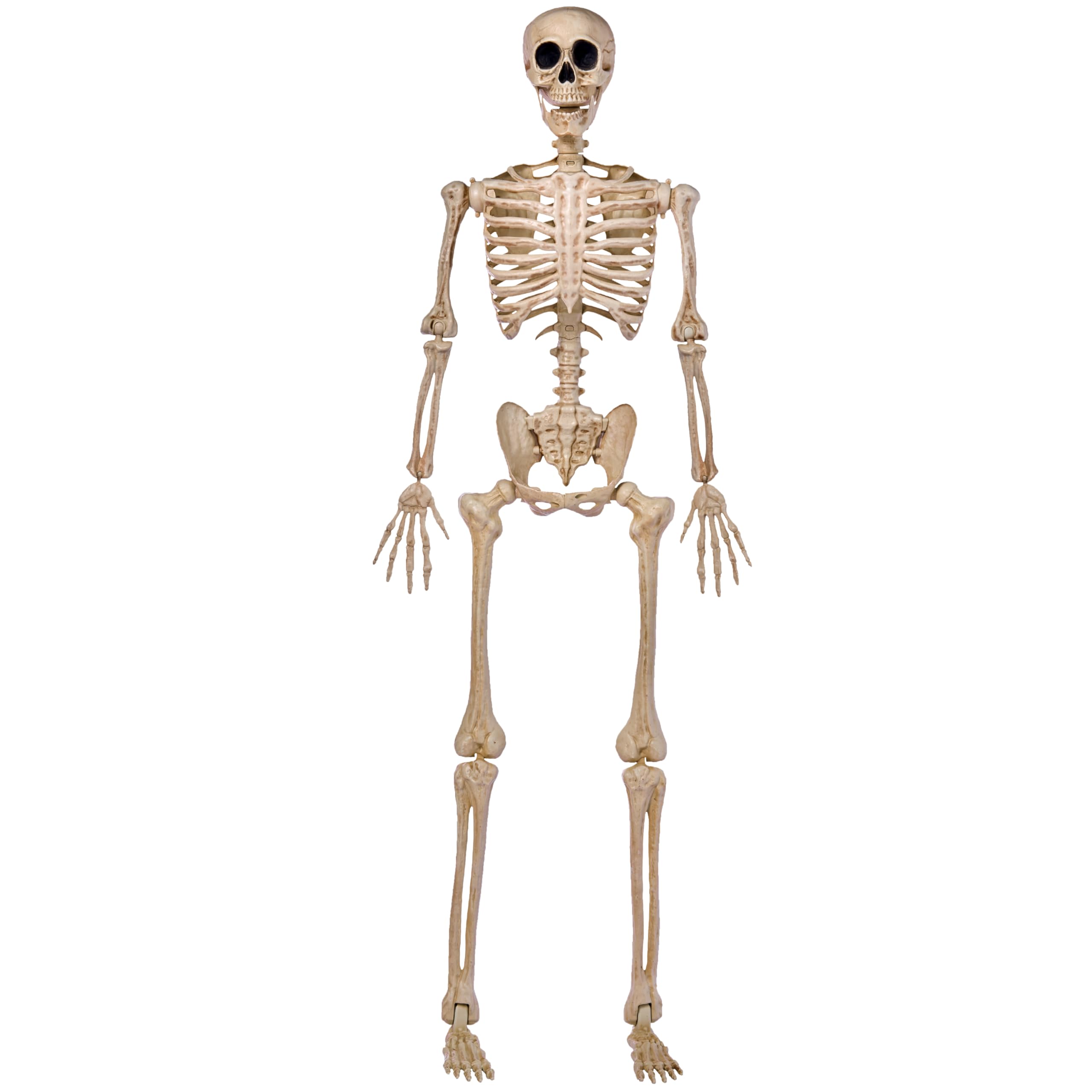 Sckeleton Prop JOYIN 5 FT Halloween Skeleton Life Size, Stayable Posable Skeleton ...