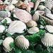 LOVEINUSA Sea Shell Assortment, Sea Shells with Jar Mixed Natural Beach Decorative Seashells for DIY Home Gifts Crafting 50~70 PCS Valentine's Day Gifts