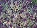 Burgundy Glow Ajuga 48 Plants - Carpet Bugle - Very Hardy - 2 1/4" Pot