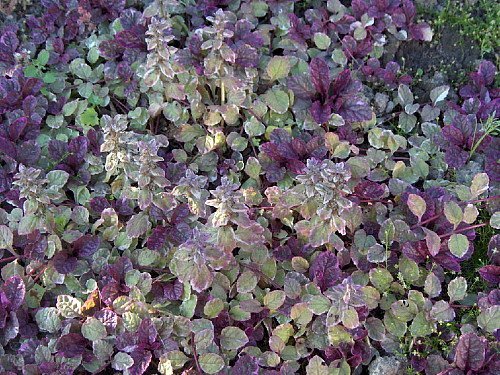 Burgundy Glow Ajuga 48 Plants - Carpet Bugle - Very Hardy -1 3/4 Burgundy Glow Ajuga 48 Plants - Carpet Bugle - Very Hardy -1 3/4