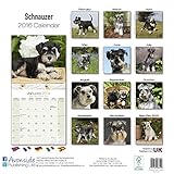 Image de Schnauzer (Euro) Calendar - Only Dog Breed Schnauzer (Euro) Calendar - 2016 Wall calendars - Dog Calendars - Monthly Wall Calendar by Avonside