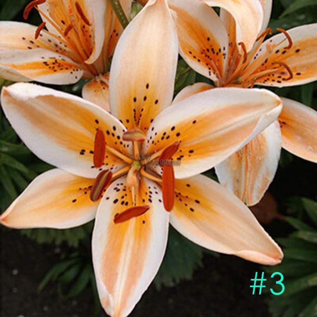 Portal Cool 1: 50Pcs cultivar un huerto casero deliciosas verduras ...