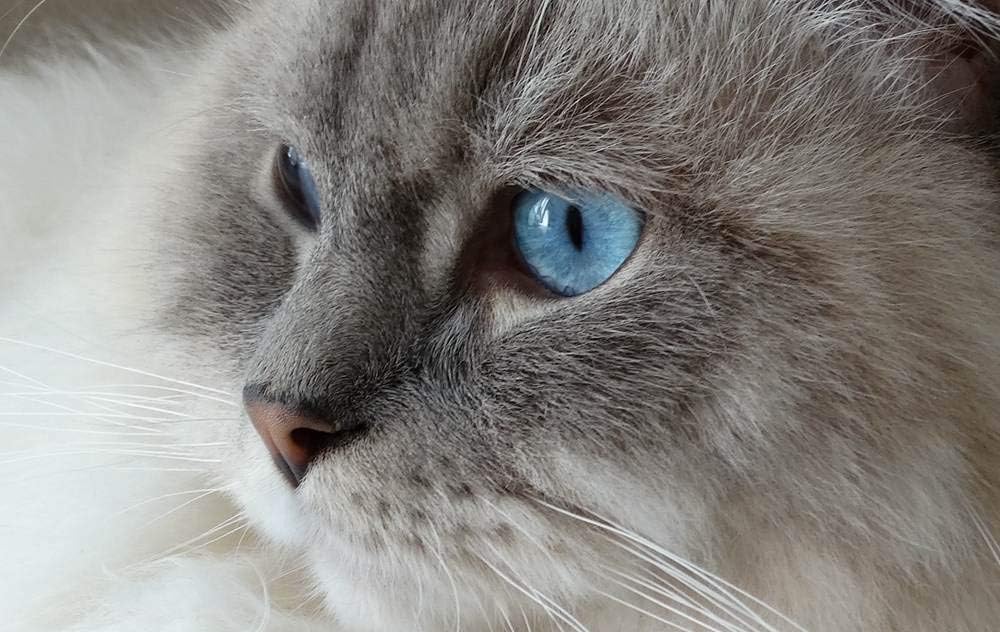 fluffy blue eyed cat