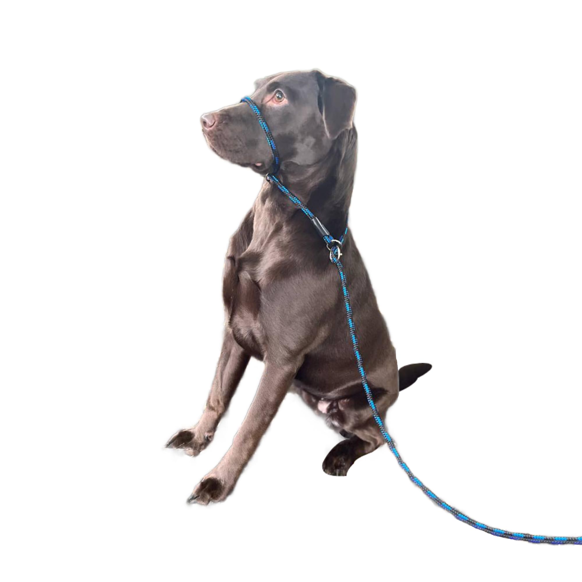 No More Pulling! Anti Pull Lead Field Figure 8 / Halter/Head Collar One Size Fits All Super Soft Braided Nylon Comfortable Make Your Walks More Enjoyable -Instructions Included. (Green-Black)