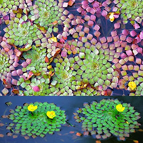 Mggsndi 20Pcs Aquarium Aquatic Plant Ludwigia Sedioides Seeds Garden Fish Tank Decor - Heirloom Non GMO - Seeds for Planting an Indoor and Outdoor Garden Ludwigia Sedioides Seeds