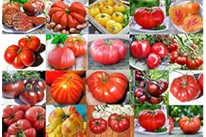 HARLEY SEEDS Mixed Seeds! 30 Giant Tomato Seeds, Mix of 19 Varieties, Heirloom Non-GMO, Brandywine Black, Red, Yellow & Pink, Mr. Stripey, Old German, Black Krim, from USA