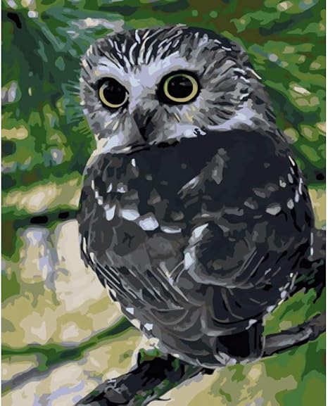 Amazon Co Jp Fubunl 数字によるdiy絵画キット子供のためのキャンバス油絵大人のクリスマスの装飾ギフト 黒フクロウ ホーム キッチン