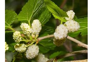 50 Graines de Mûrier White, Morus Alba, White Mulberry Tree Seeds : Seeds in The Packet