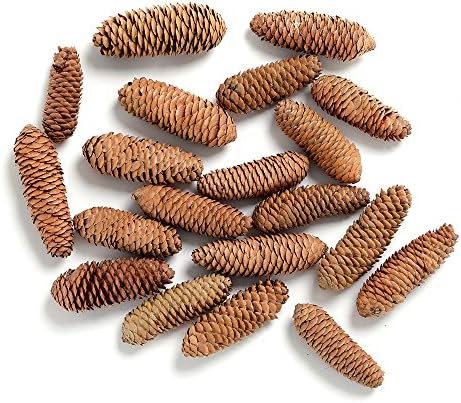 Byher Pinecones, Pine Cones for Crafts,Vase Fillers,Table Scatter,All of Your Creative Needs,8OZ,Pack of 20 (Brown)