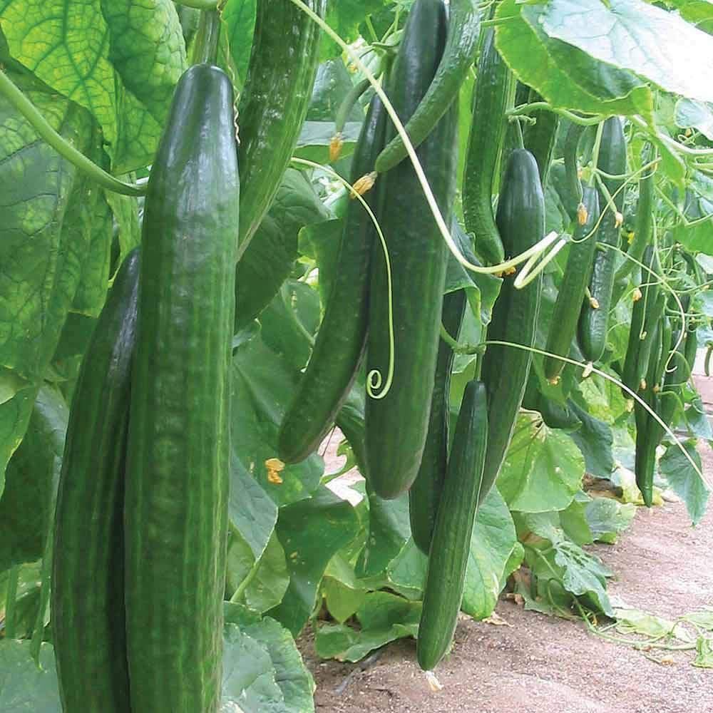 Cucumber 'Carmen' Seeds Half Hardy Annual Vegetable Garden Plants Easy to Grow Cucumber 'Carmen' 1 Packet of 4 Seeds by Thompson and Morgan