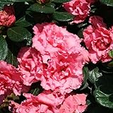 Double Pink Bloom-A-Thon® Everblooming Azalea - Proven Winners - 4