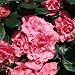 Double Pink Bloom-A-Thon® Everblooming Azalea - Proven Winners - 4" Pot