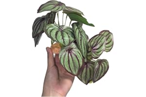 PIKAZISO Reptile Plants for Terrarium, Amphibian Habitat Decor Plants with Artificial Stone Base for Gecko Chameleon Snake Tortoise - Fake Peperomia Caperata