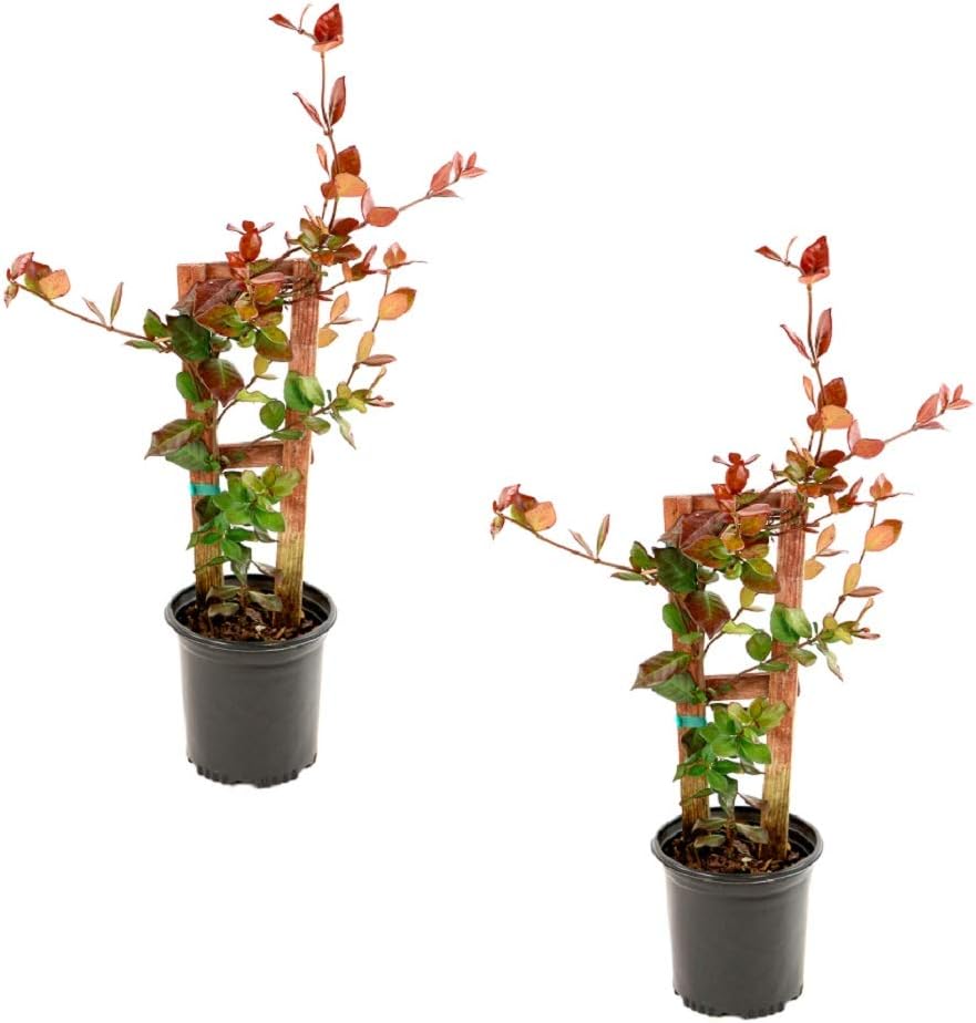 National Plant Network Star Jasmine-2 Piece Live Plant, White Blooms
