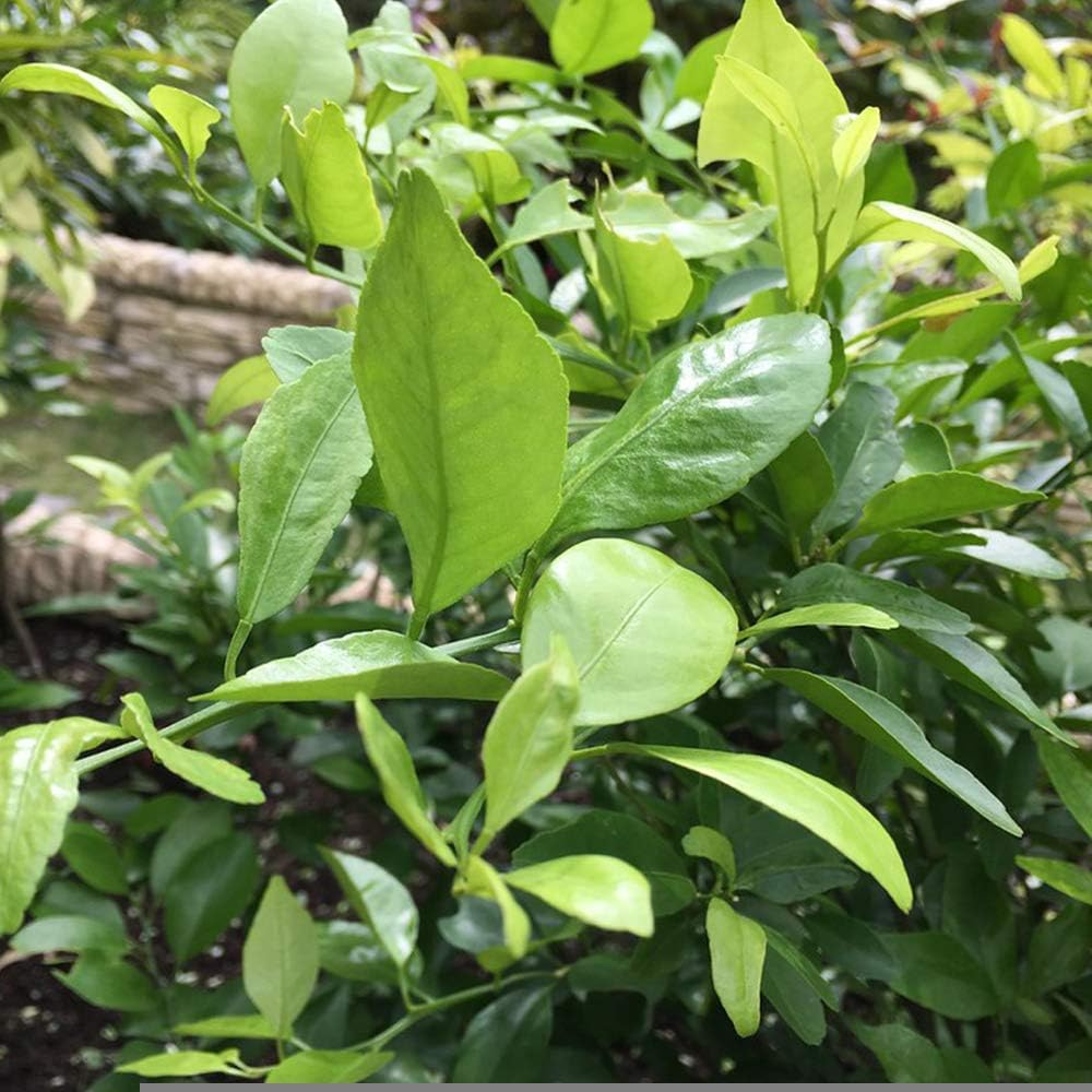 Amazon シークワーサーの苗木 果樹 1年生 接ぎ木苗15cmポット 1個 ポット苗なので年中植付け可能 シークワーサー は 沖縄の方言で お酢 酸 を食わせる 加える という意味です まだ青い酸味の強いシークワーサーは 様々な料理に調味料として使うことができ