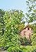 Gardener's Supply Company Essex Trellis for Climbing Plants Outdoor | Sturdy Upright Garden Trellis for Vines, Tomatoes, Peas & Other Live Plants Support | No Assembly Required - 25-1/2