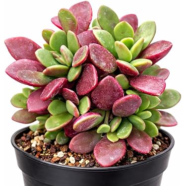 Amazon.com New Releases: The best-selling new & future releases in Cacti &  Succulent Plants