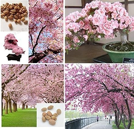 5x Géant Japonaise Rose Fleurs De Cerisier Sakura Arbre
