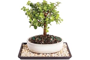 Brussel's Bonsai Live Dwarf Jade Bonsai Tree, Indoor - Small, 3 Years Old, 5 to 8 Inches Tall - Decorative Ceramic Bonsai Pot and Bonsai Tray