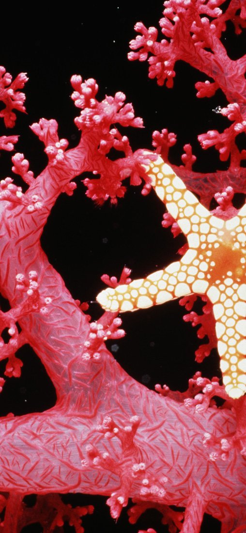 PeelitStickit Underwater, Undersea Wall Murals, ID-148, vinyl