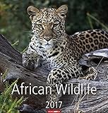 African Wildlife 2017 by 