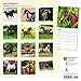 Arabians 2018 12 x 12 Inch Monthly Square Wall Calendar, Animals Horses