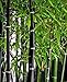 Rare Fresh Black Bamboo Seeds Phyllostachys Nigra 100pcs