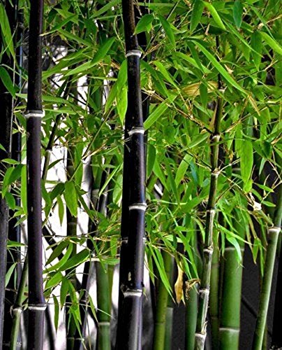 Rare Fresh Black Bamboo Seeds Phyllostachys Nigra 100pcs Rare Fresh Black Bamboo Seeds Phyllostachys Nigra 100pcs