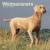 Weimaraners 2020 12 x 12 Inch Monthly Square Wall Calendar, Animals Dog Breeds by 