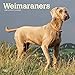 Weimaraners 2020 12 x 12 Inch Monthly Square Wall Calendar, Animals Dog Breeds by 