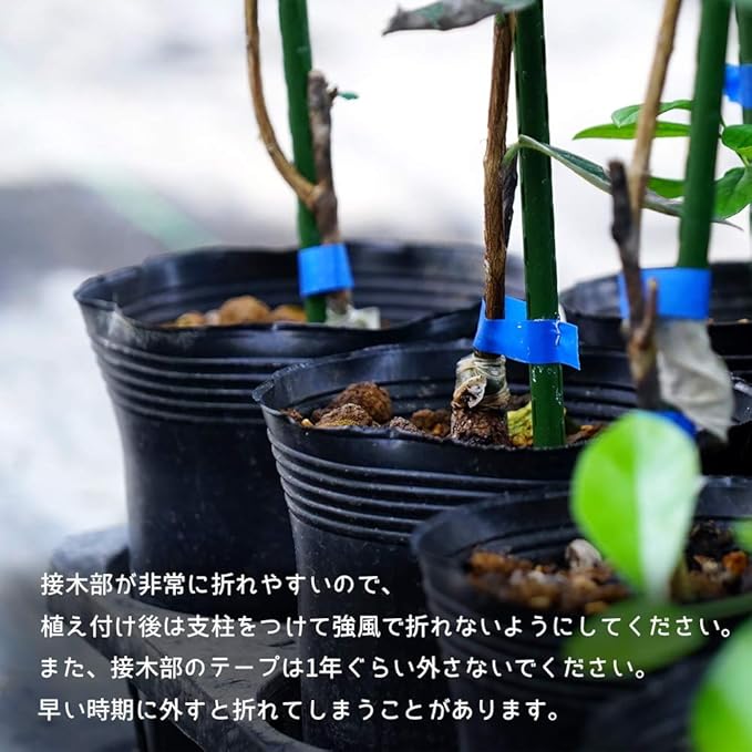 Amazon アポロ フェイジョア 1年生 接木苗 果物